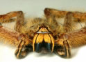 Heteropoda davidbowie